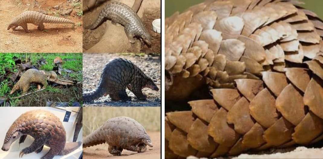 पैंगोलिन की तस्करी करते 3 गिरफ्तार