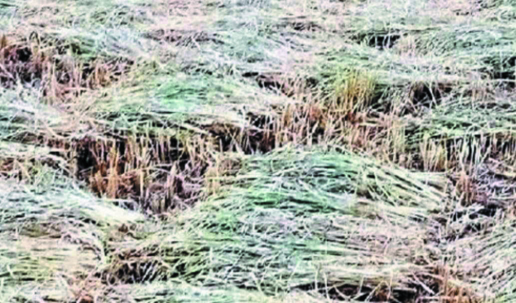 धान खरीदी केंद्रों में नहीं हो रहा उठाव, बारिश हुई तो किसानों को हो सकता है नुकसान