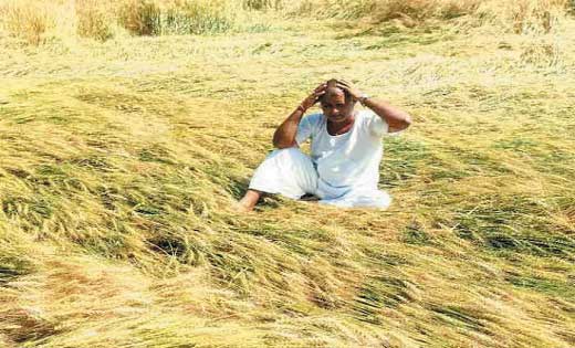 बारिश की संभावना, किसान चिंतित बारिश की संभावना, किसान चिंतित