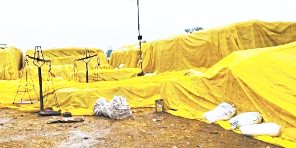 बारिश में भीगीं हजारों क्विंटल धान से भरी बोरियां