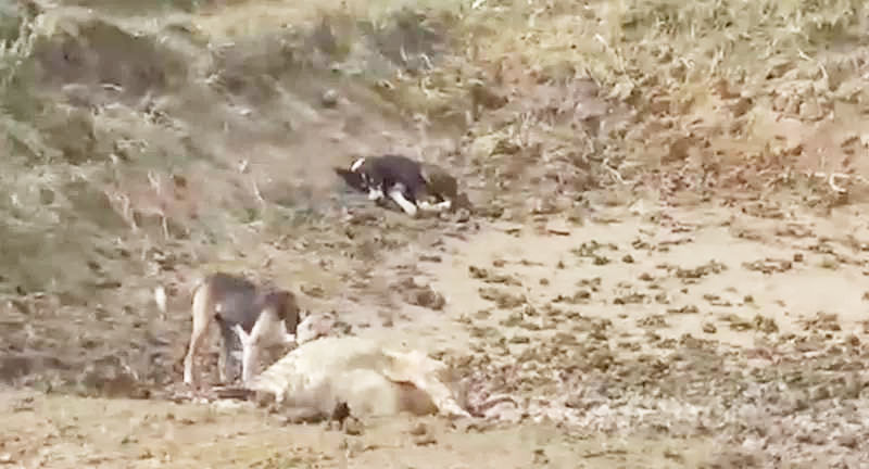 गौठान में लापरवाही, सचिव को नोटिस