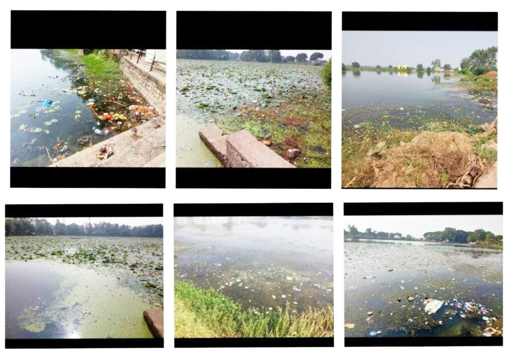 सफाई के अभाव में नपा के तालाब में फैल रही गंदगी