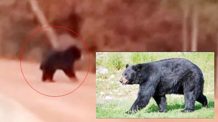 गांव में घुसा भालू, ग्रामीणों में दहशत का माहौल, वन विभाग ने जारी किया अलर्ट गांव में घुसा भालू, ग्रामीणों में दहशत का माहौल, वन विभाग ने जारी किया अलर्ट
