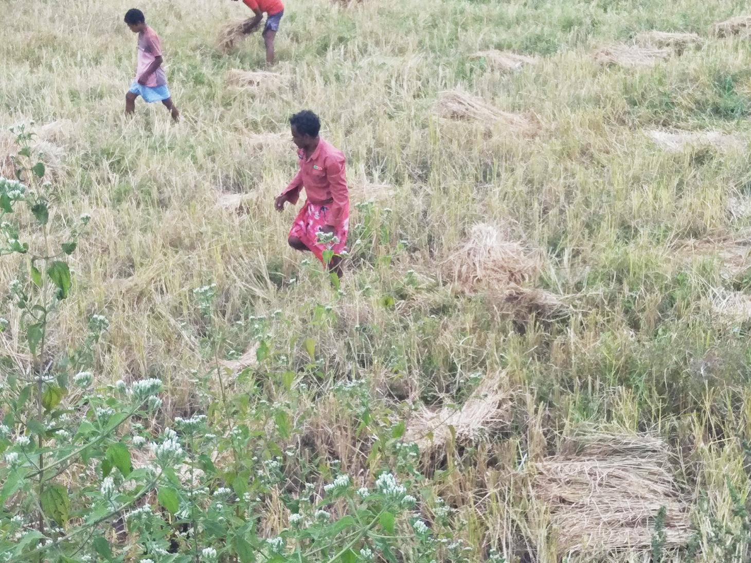 मिचौंग का असर, बारिश,  कटाई-मिंजाई ठप