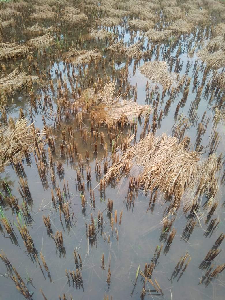 लगातार बारिश से किसानों की बढ़ी चिंता