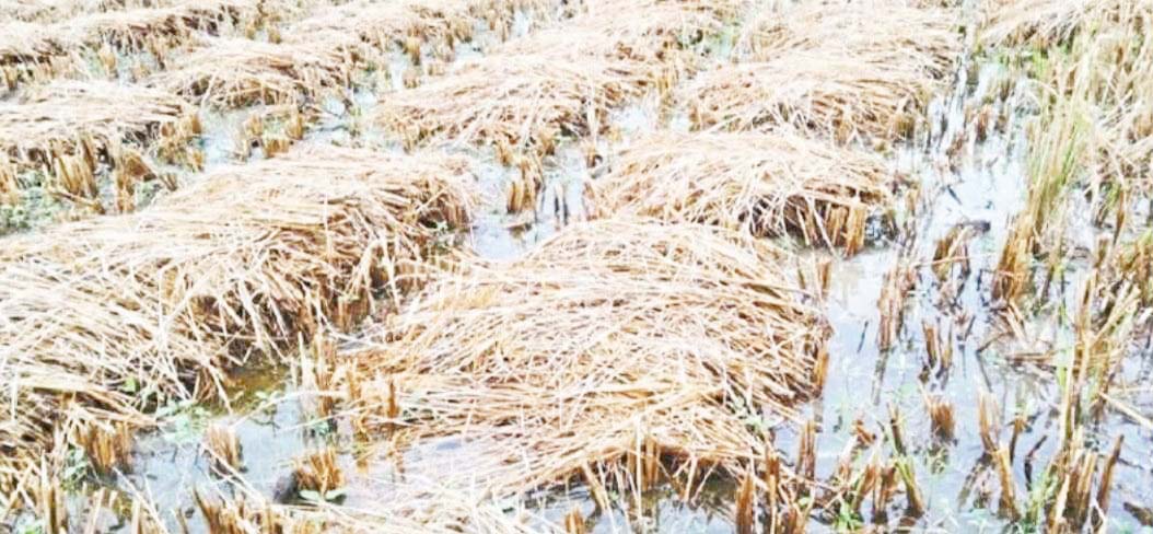 जिले के 411 गांवों के कुल 10834 हेक्टेयर में धान की फसल को 15 से 20 फीसदी नुकसान