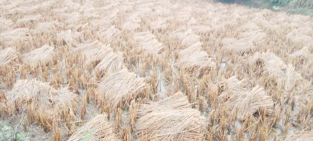 बेमौसम बारिश ने बढ़ाई किसानों की माथे पर चिंता की लकीरें