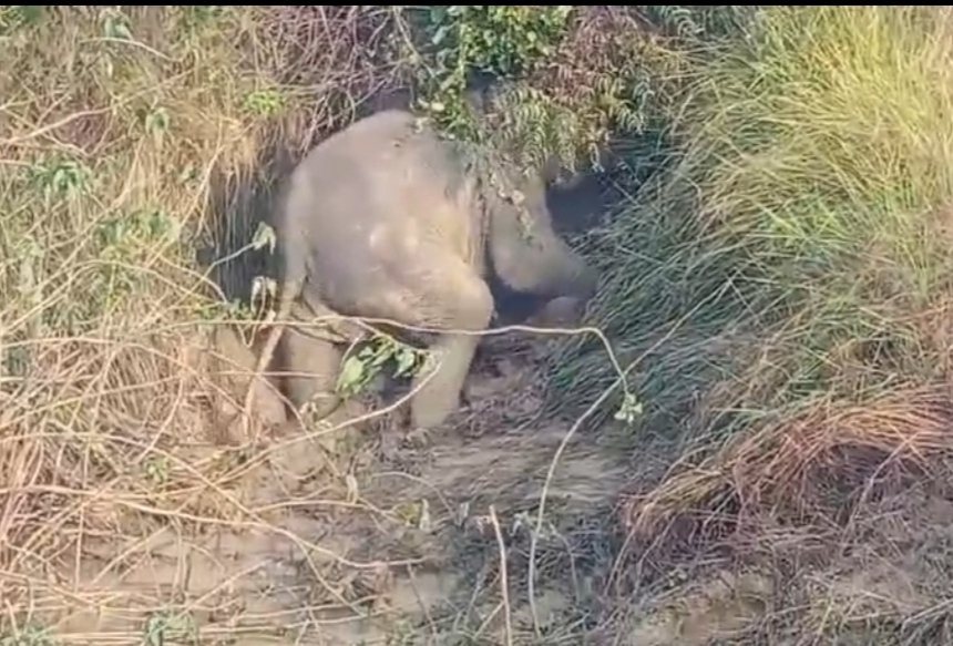 8 घंटे से दलदल में फंसी हथिनी आई बाहर