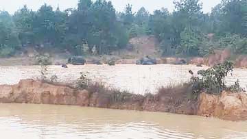 पुसल्दा के नजदीक तालाब के करीब हाथियों का जमावड़ा, दहशत में लोग पुसल्दा के नजदीक तालाब के करीब हाथियों का जमावड़ा, दहशत में लोग