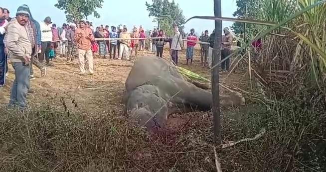 करंट की चपेट में नर हाथी की मौत