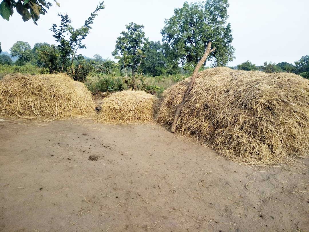 धान की मिंजाई तेज