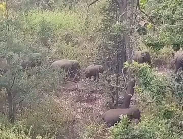 जंगल में हाथी दल का डेरा, फसलें रौंदी, दहशत