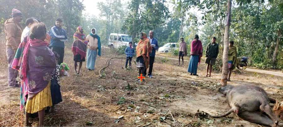 हाथी दल ने 9 दिनों में 12 घर तोड़े, एक भैंसे की ली जान, दर्जन भर गांवों के ग्रामीण दहशत में