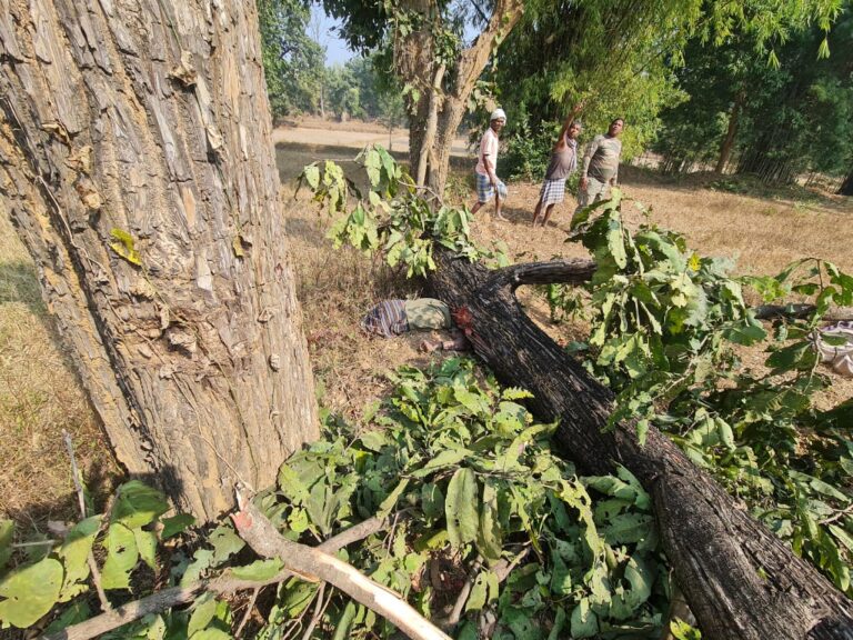 पेड़ काटते बुजुर्ग गिरा, मौत