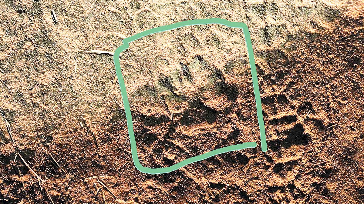 बाघ के विचरण की खबर से दहशत वन अमले ने किया सतर्क