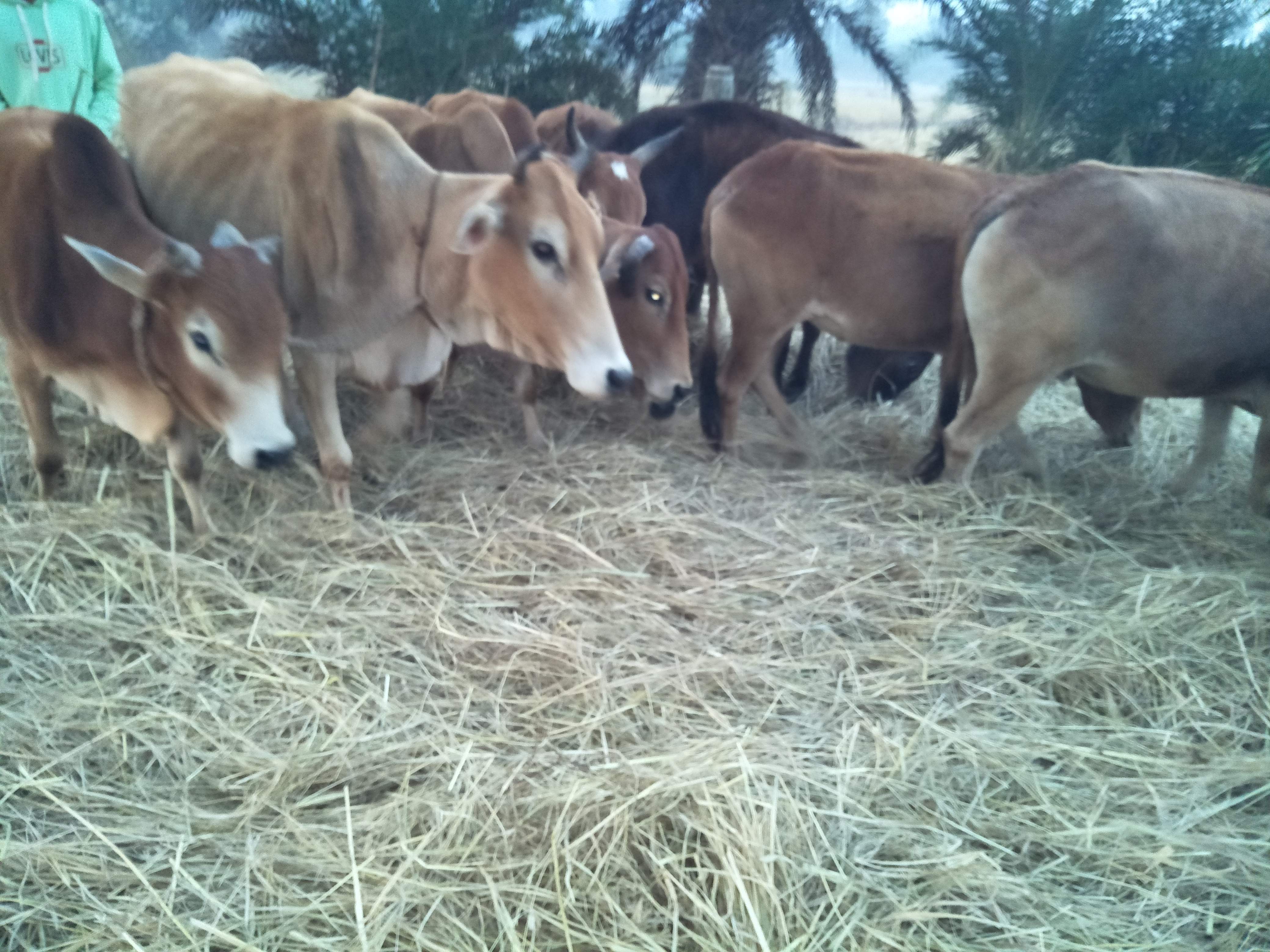 परंपरागत तराके से धान की मिंजाई