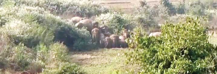 हाथी दल अंबिकापुर के पास एनएच-43 पर, प्रभावित क्षेत्र में स्कूल बंद, सर्वे पर रोक हाथी दल अंबिकापुर के पास एनएच-43 पर, प्रभावित क्षेत्र में स्कूल बंद, सर्वे पर रोक