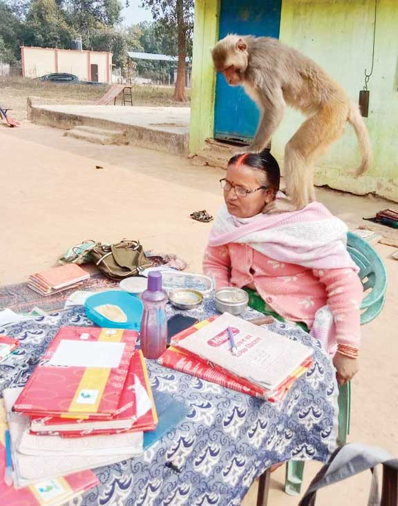 बंदर का उत्पात, पकडक़र जंगल में छोड़ा