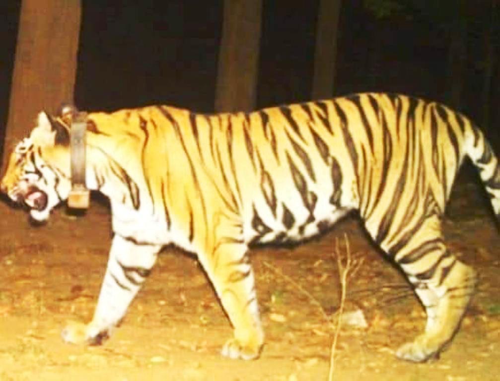 सूरजपुर की बाघिन रच-बस गई एटीआर में, रेडियो कॉलर से आजाद