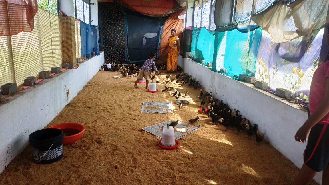 मुर्गीपालन-मशरूम उत्पादन से नेमा की आमदनी बढ़ी