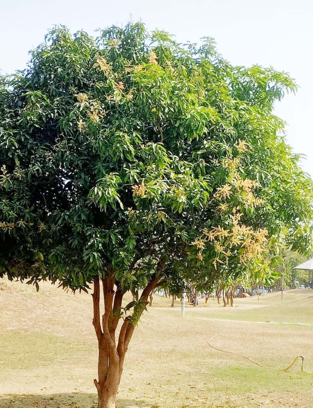 बसंत ऋतु के आगमन का संकेत