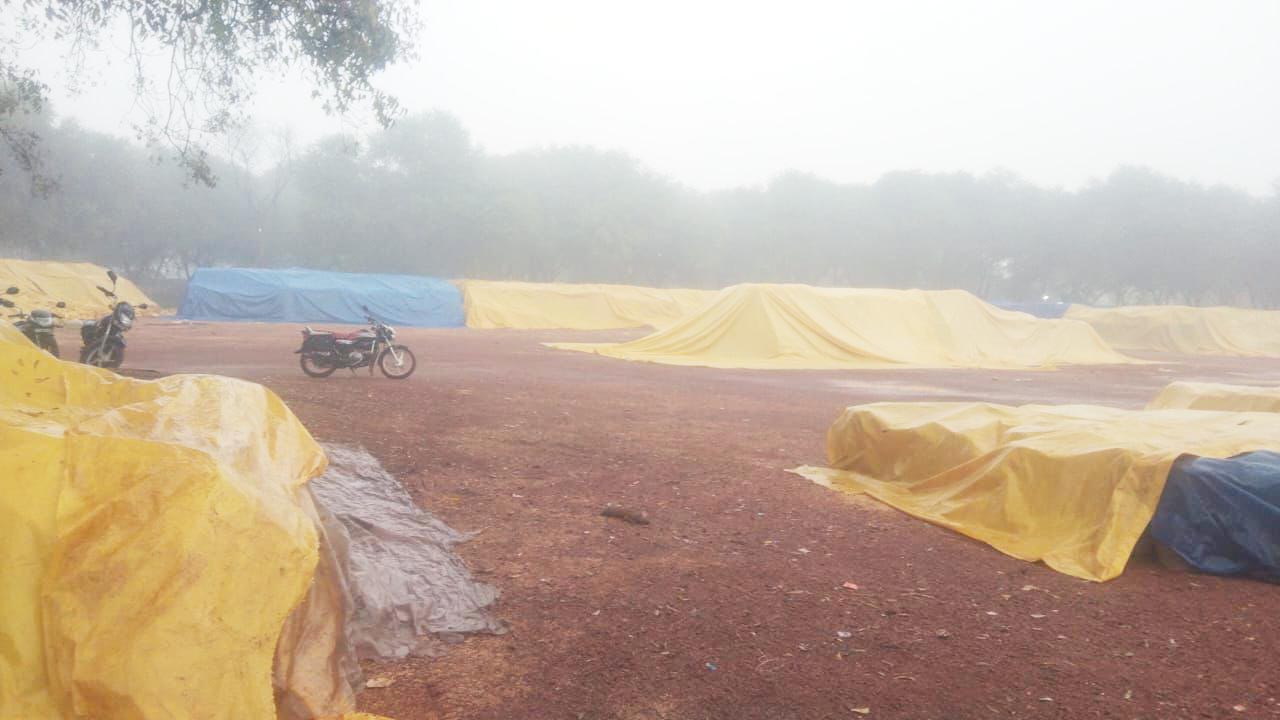 धान बेचने 7,570 टोकन जारी, बारिश के कारण 851 किसानों से 25 हजार क्विंटल की खरीदी 