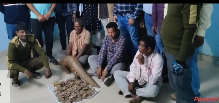 पैंगोलिन तस्करी, 3 गिरफ्तार पैंगोलिन तस्करी, 3 गिरफ्तार