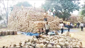 अब तक 166 केंद्रों में 71.5 लाख क्विं. धान खरीदा, मात्र 48 लाख क्विं. उठाव