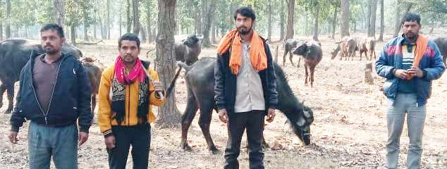 मवेशियों को यूपी के बूचडख़ाना ले जाते 4 तस्कर बंदी