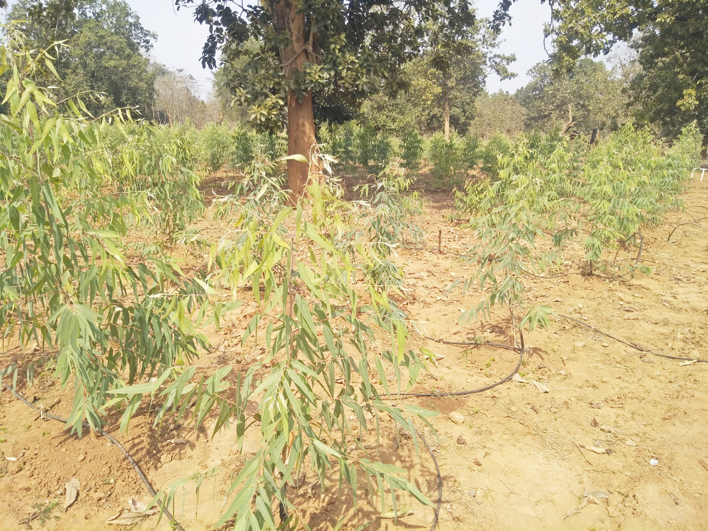 वन विभाग ने रोपे हजारों पौधे