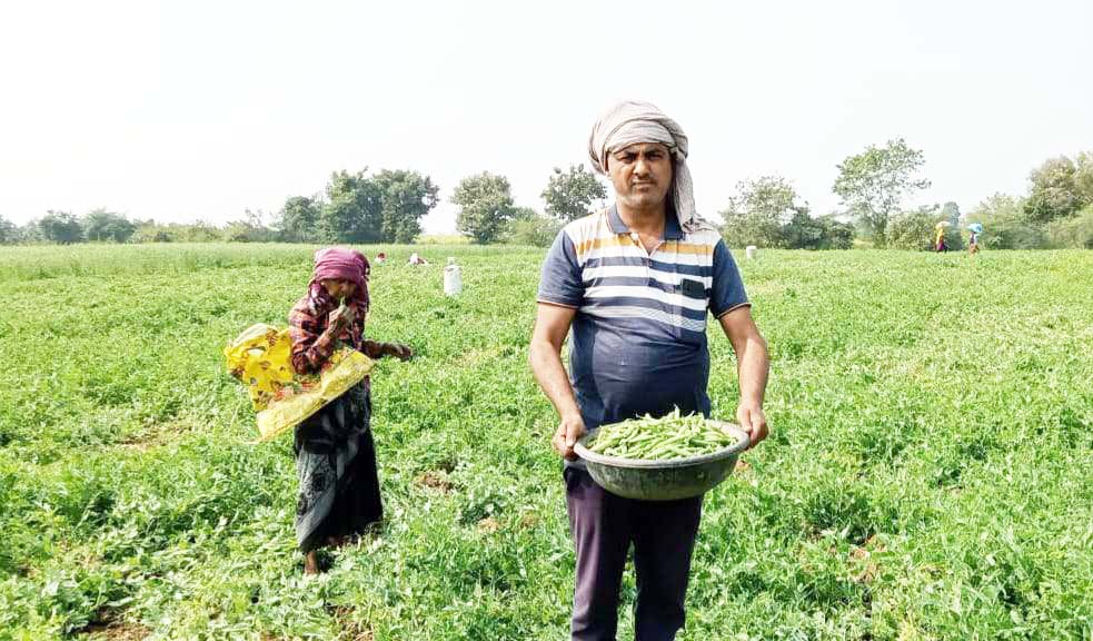 नवागढ़ में मटर बाजार गुलजार   ब्लॉक में 450 हेक्टेयर में मटर की खेती