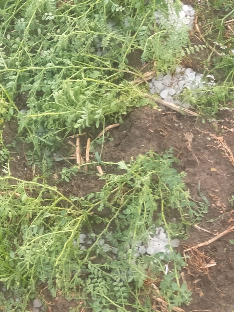 बारिश-ओलावृष्टि से चने की फसल बर्बाद, खरीदी केंद्रों में धान की बोरियां भीगी