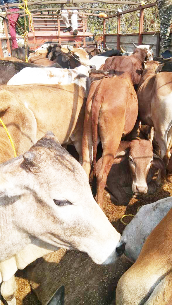 32 मवेशियों को कत्लखाना ले जाने की थी तैयारी, आरोपी गिरफ्तार
