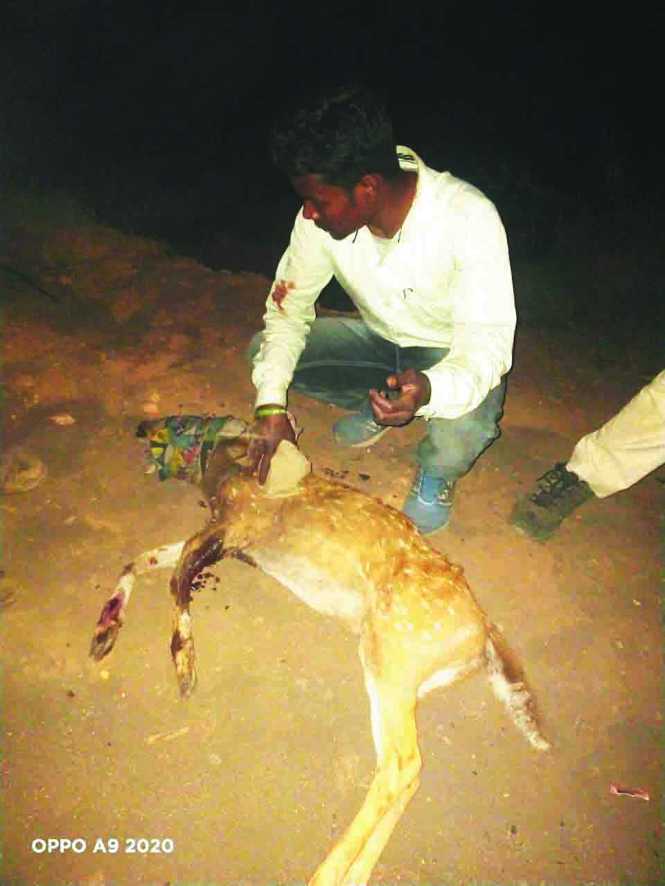 जख्मी हिरण का उपचार कर जंगल में छोड़ा जख्मी हिरण का उपचार कर जंगल में छोड़ा