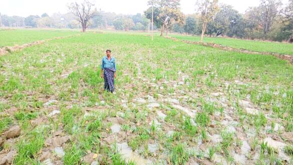 हाथियों ने फसलें रौंदी ग्रामीणों में दहशत