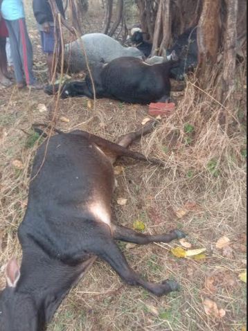 गाज से 9 मवेशियों की मौत