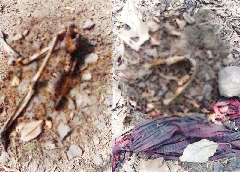 जंगल में रस्सी में झूलता मिला मानव कंकाल जंगल में रस्सी में झूलता मिला मानव कंकाल