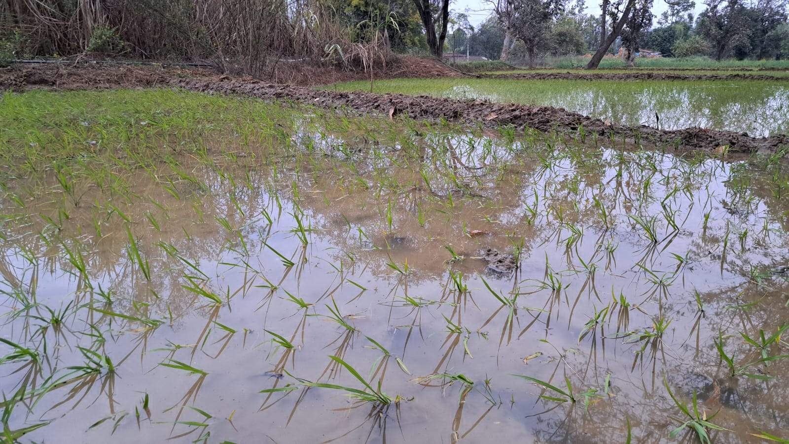 गर्मी में धान की खेती करने में जुटे किसान