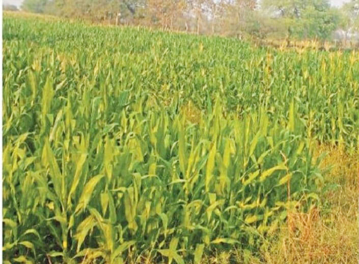 2090 रुपए समर्थन मूल्य तय, फिर भी मक्का नहीं बेच रहे किसान