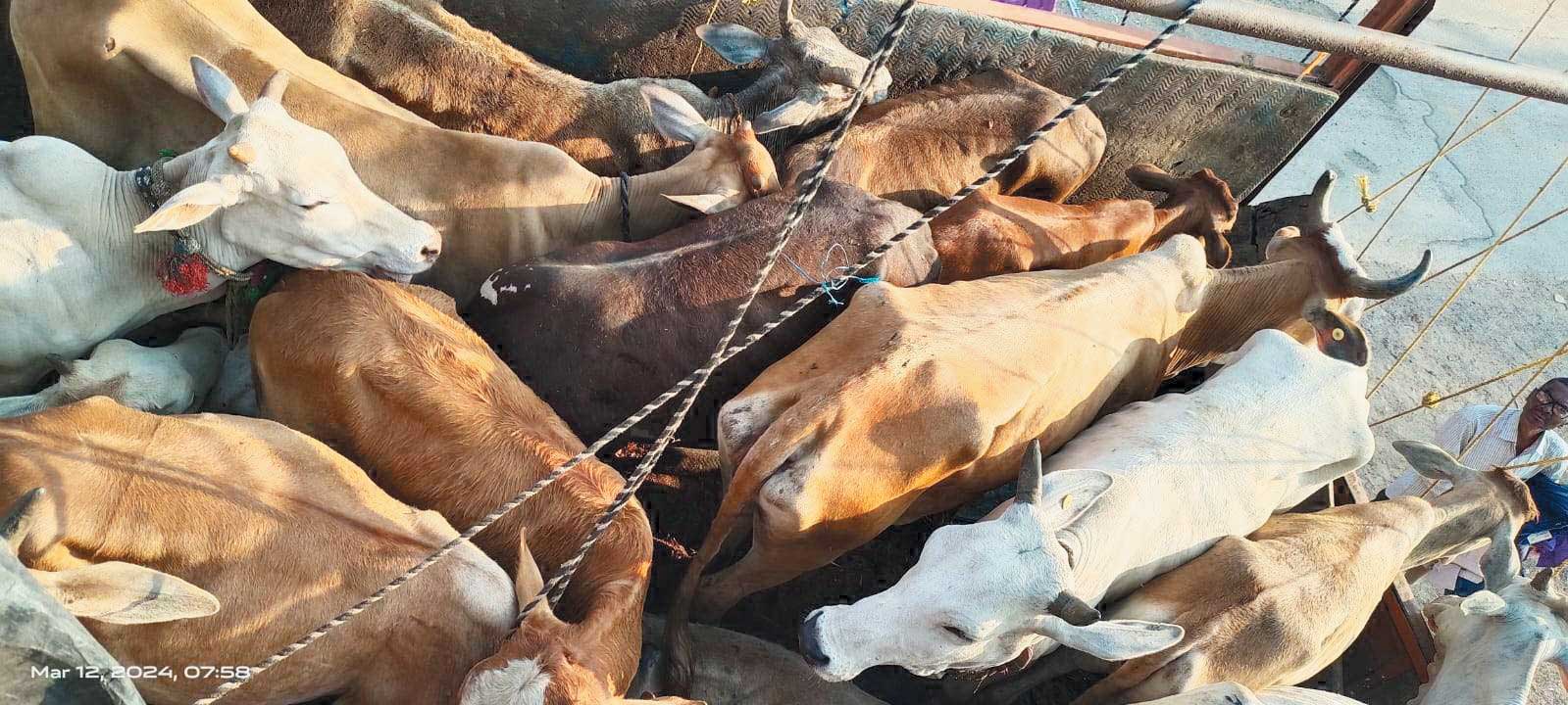 मवेशियों से भरा वाहन जब्त, आरोपी फरार मवेशियों से भरा वाहन जब्त, आरोपी फरार