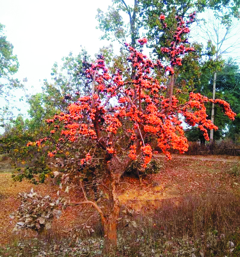 टेसू के फूलों  ने किया वनों  का श्रृंगार