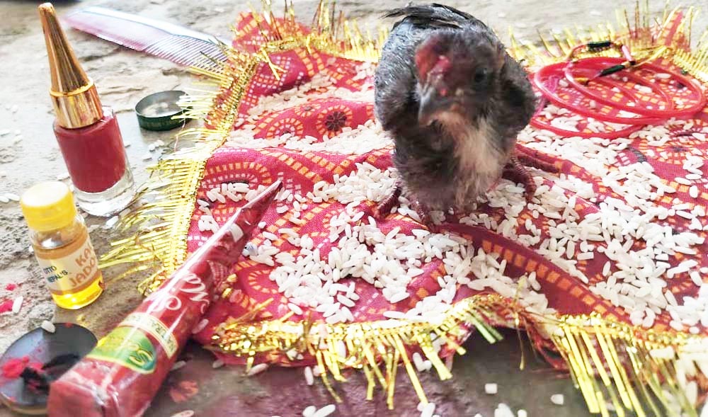 महामारी से बचने और सुख-शांति के लिए दुल्हन की तरह सजाकर मुर्गी की विदाई