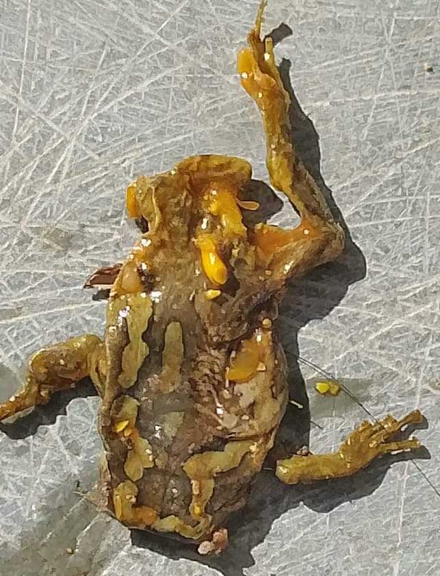 एकलव्य आवासीय विद्यालय में अचार में मेंढक! 