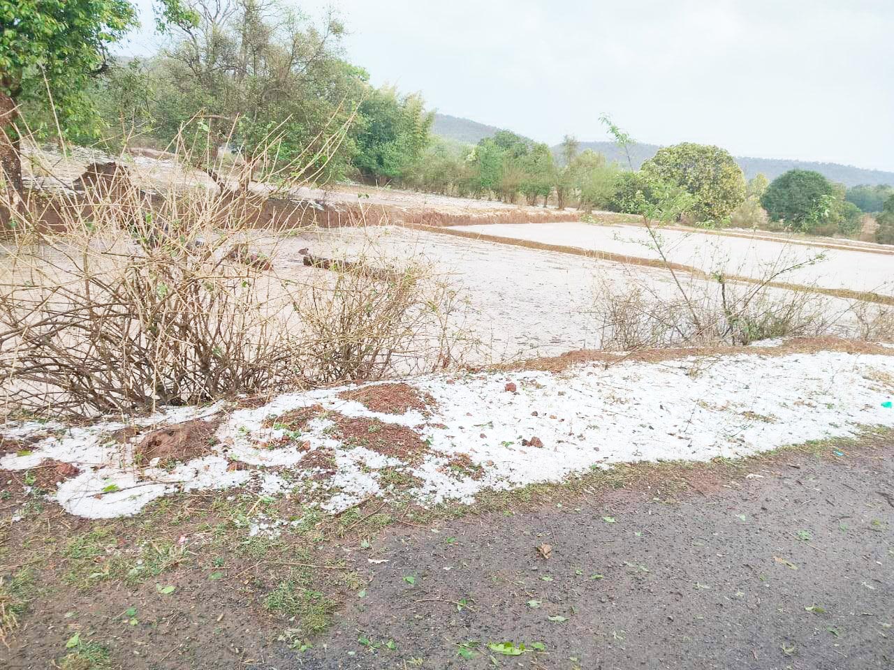 आंधी-तूफान, बारिश व ओलावृष्टि  किसानों की बढ़ी चिंता