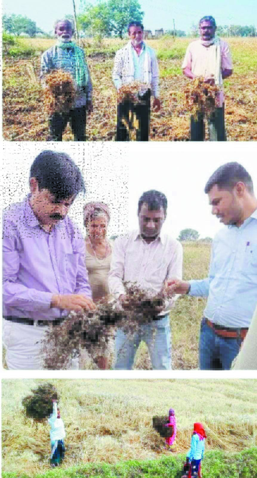 मौसम की बेरूखी, 13 हजार किसानों ने दी फसल नुकसान की सूचना 