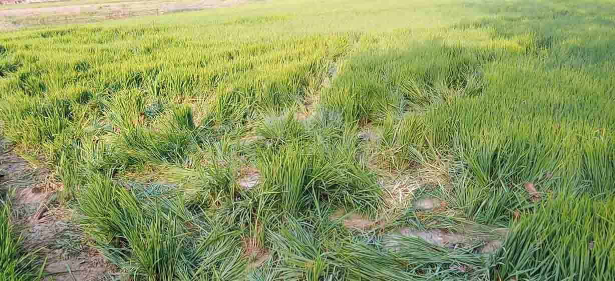 गर्मी बढ़ते ही भोजन-पानी तलाशने गांवों की तरफ हाथी, फसलों को पहुंचाया नुकसान गर्मी बढ़ते ही भोजन-पानी तलाशने गांवों की तरफ हाथी, फसलों को पहुंचाया नुकसान