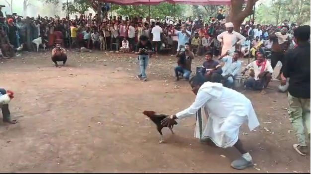 बाजार में मुर्गा लड़ाते दिखे कांग्रेस प्रत्याशी