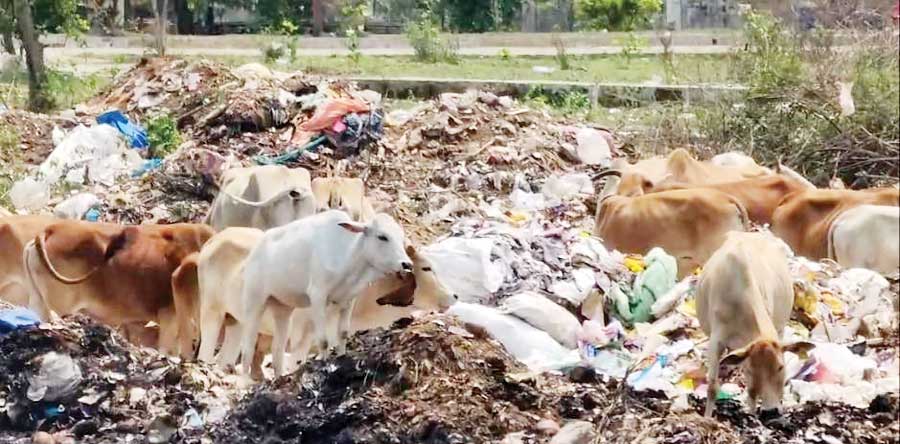 नारंगी नदी मुक्तिधाम बना पालिका का कचरा प्रबंध स्थल, सीएमओ को जानकारी ही नहीं नारंगी नदी मुक्तिधाम बना पालिका का कचरा प्रबंध स्थल, सीएमओ को जानकारी ही नहीं