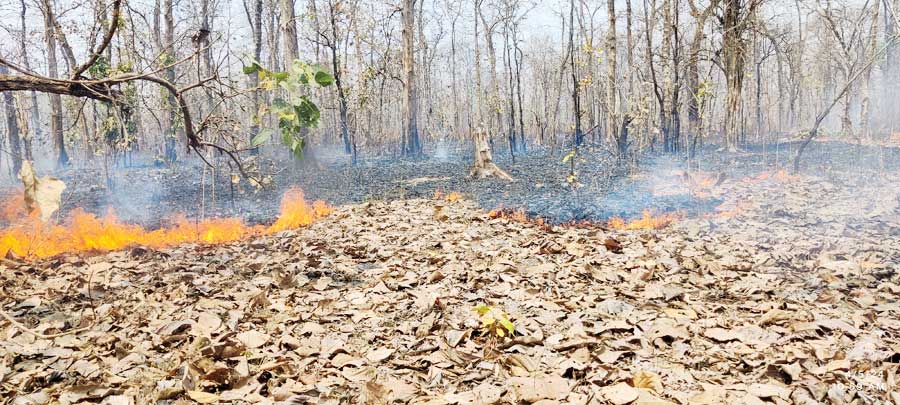 जांगल में लगी आग जांगल में लगी आग