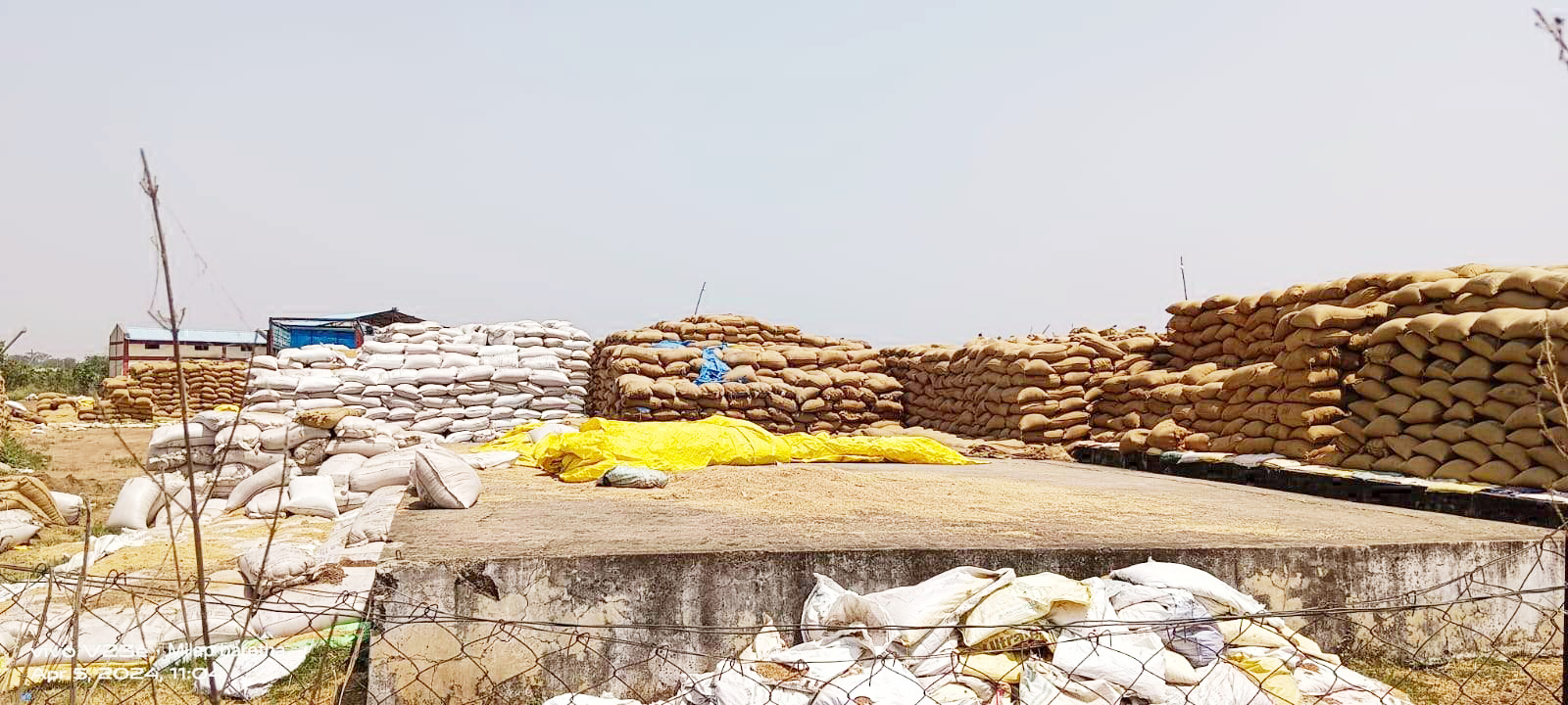 लाखों क्विंटल धान अभी भी खुले आसमान के नीचे